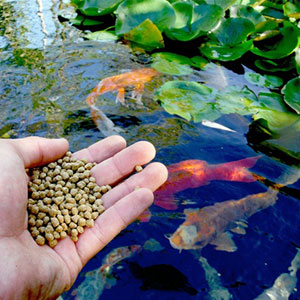 Fish_Aquatic_foods