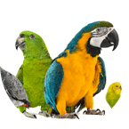 Bird Food
