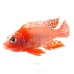 Fish Food